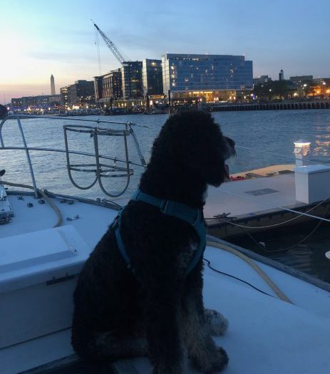 Gangplank dog and wharf at sunset