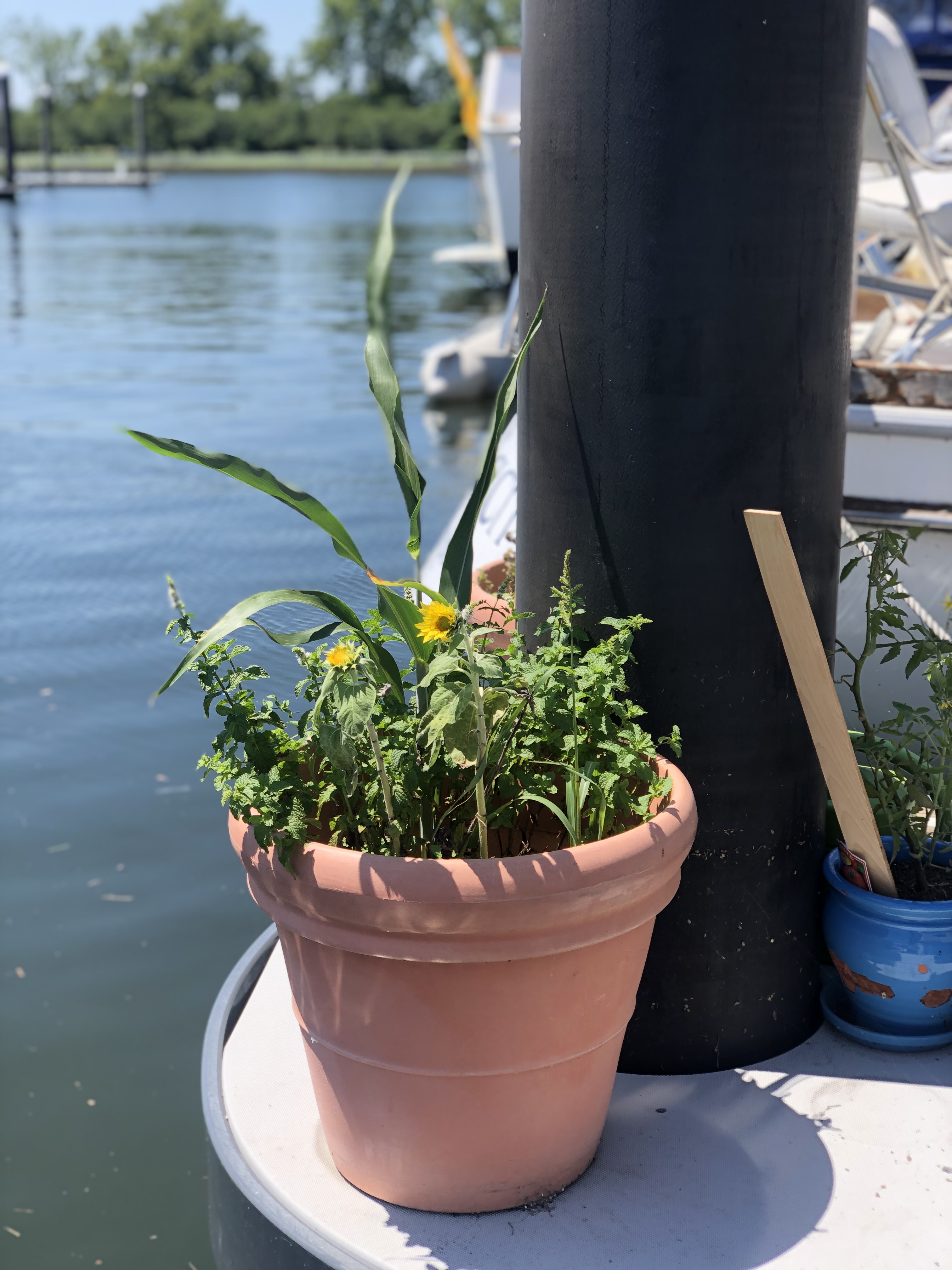 Gangplank garden boatlife